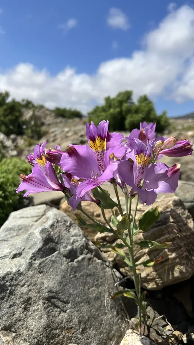 Lirio del campo