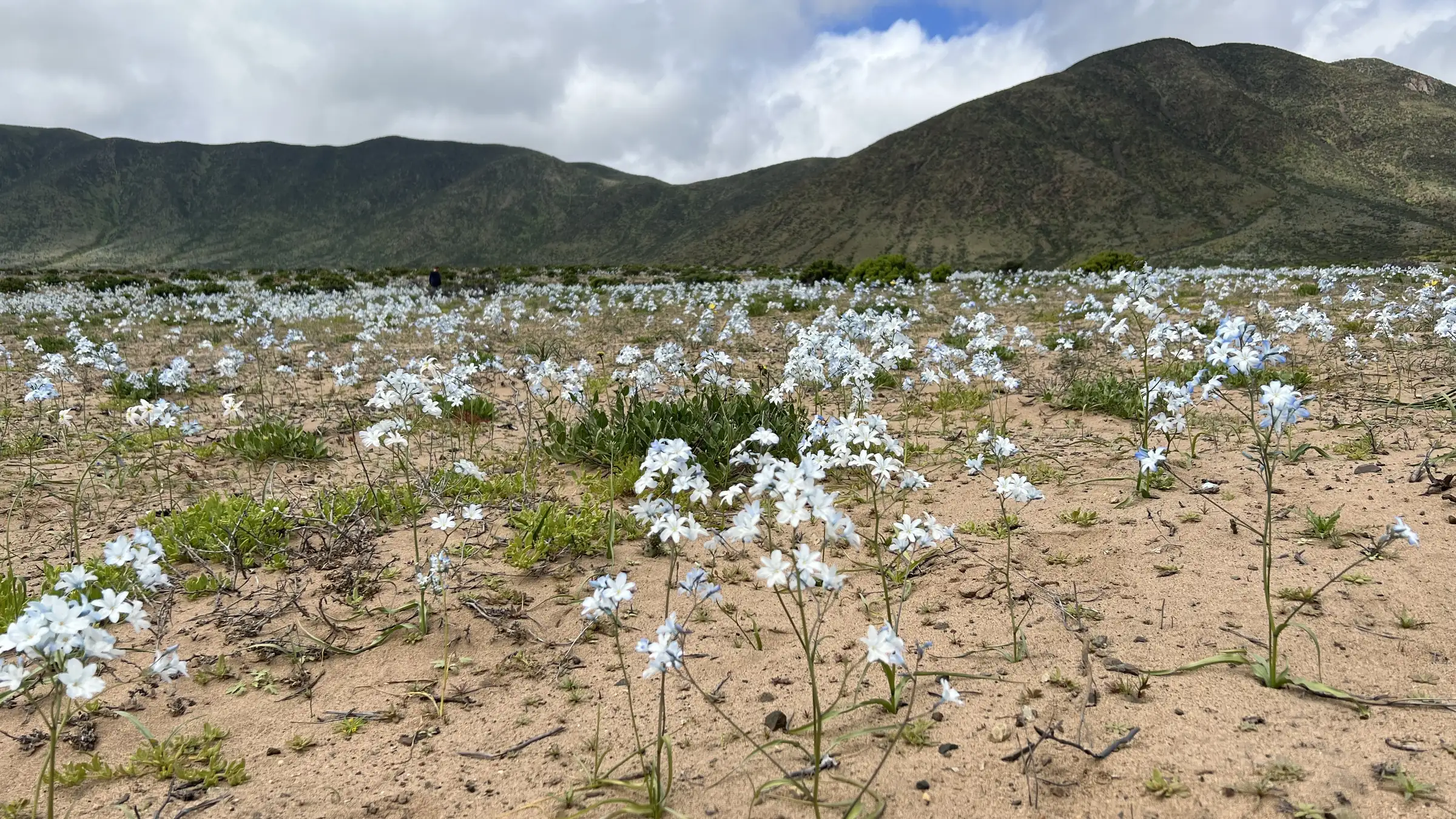 Campo cubierto de flores con los cerros del Huasco al fondo
