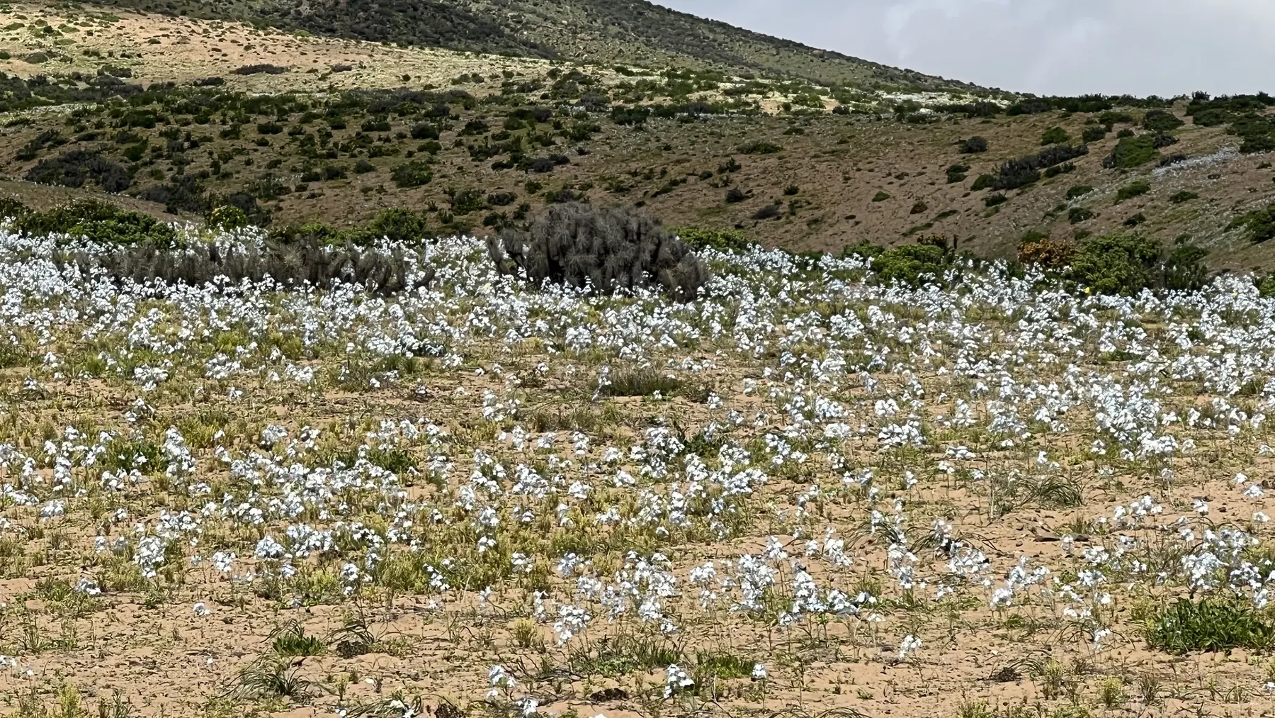 Manto de flores blancas hasta el cerro, provincia del Huasco