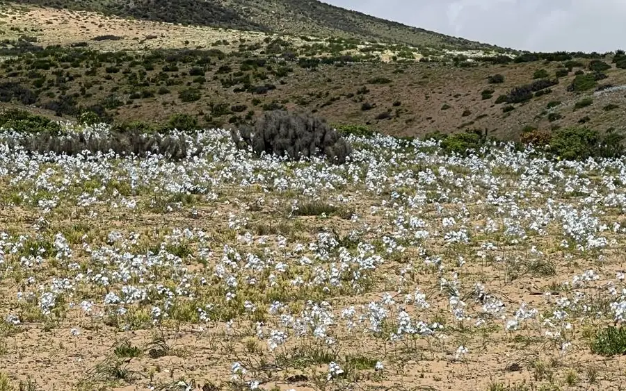 Manto de flores blancas en el desierto con un cerro al fondo