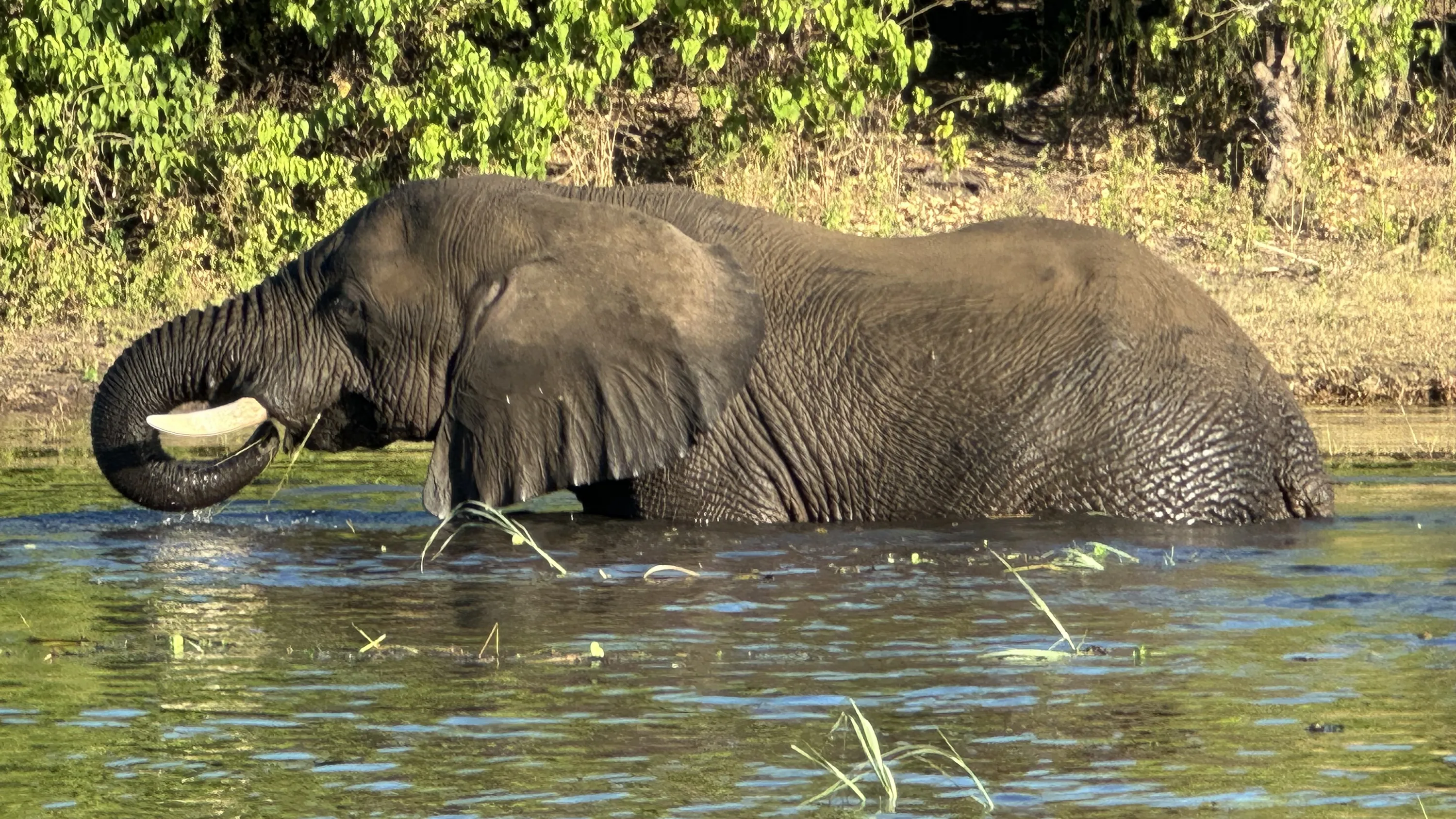 Elefante bebiendo en el río